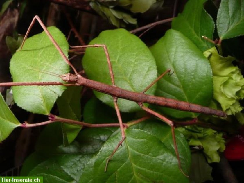 HPS Performance Silicone Hose Kit - Radiator and Heater Hose 57-1912-RED main image 0