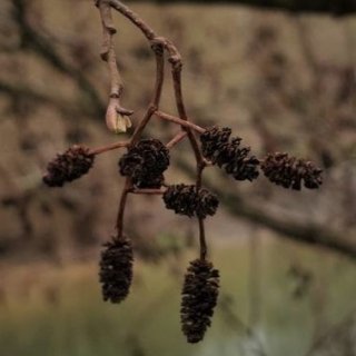 olše - dřevnaté šištice