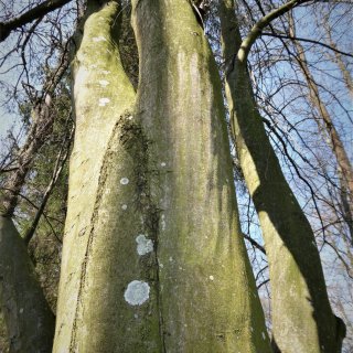 habr - borka se svalovými snopci