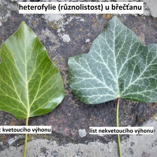 Heterofilie - různolistost