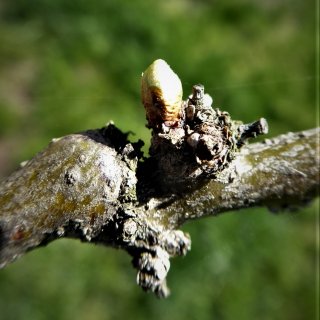 Rašící pupen dřezovce