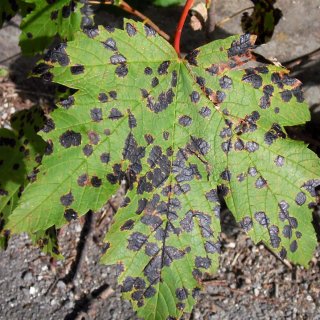 klen - svraštělka javorová