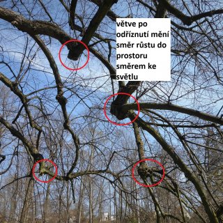 lípa - stará, poškození větví