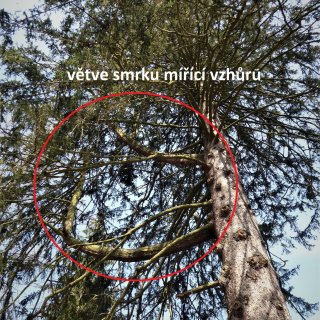 smrk - mamutí větve