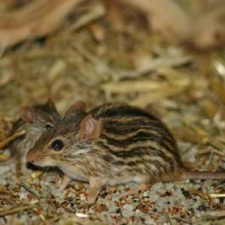 Myš zebrovaná (berberská)