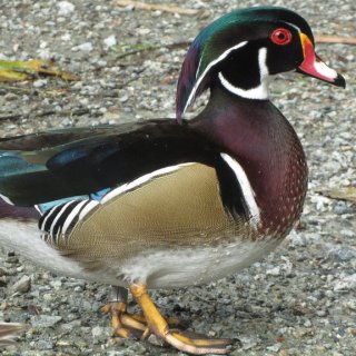 Kachnička karolínská