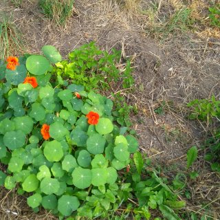 Miniproject: permaculture garden.