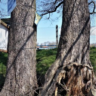 olše - báze kmene