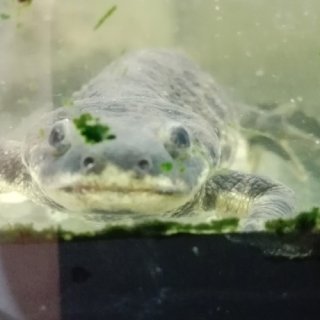 Žebrovník Waltlův