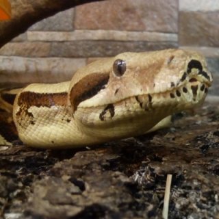 Hroznýš královský