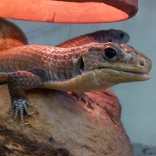 Ještěrkovec velký