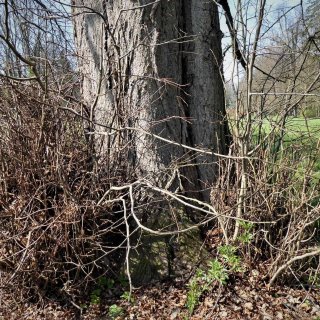 lípa - zmnožení výhonů značí horší zdravotní stav