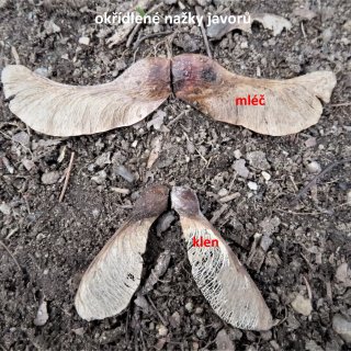 javory - okřídlené nažky
