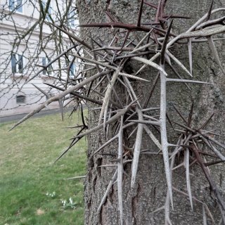 Dlouhé rozvětvené trny