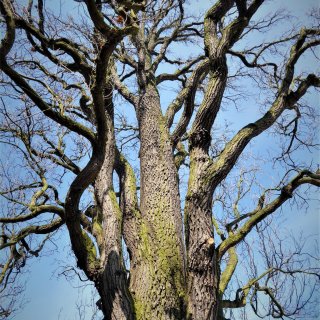 Větvení - vystoupavé větve