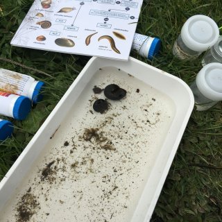 Pozorování a určování vodních bezobratlých