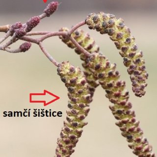 olše - květy (jehnědy)