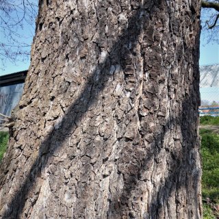 olše - detail struktury borky