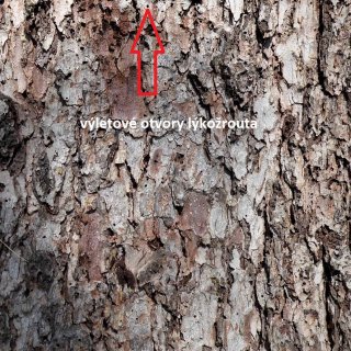 smrk - výletový otvor lýkožrouta