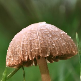7338