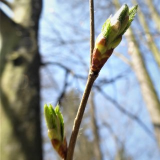 habr - pučící list