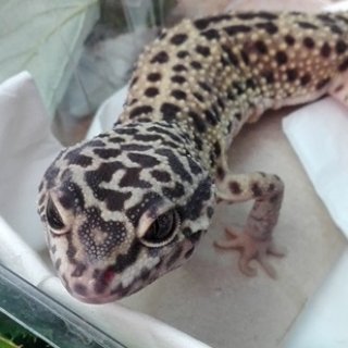 Plazi a obojživelníci