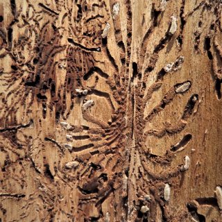 smrk - požerky lýkožrouta smrkového