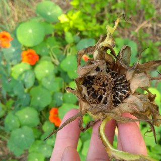 Miniproject: permaculture garden.