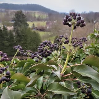 Plodem břečťanu je bobule