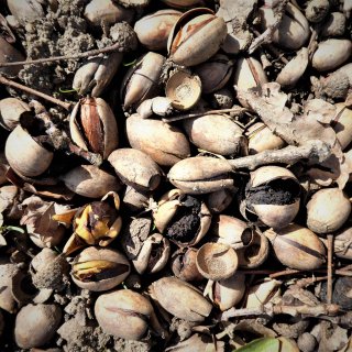 Dubové oříšky - žaludy