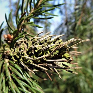 smrk - hálka korovnice