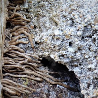 Příčepivé kořeny