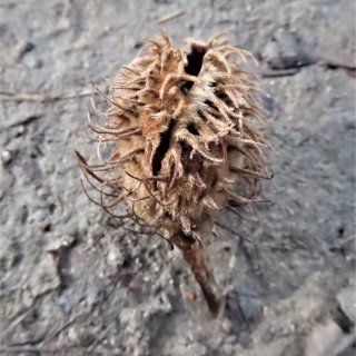 dřevitá ostnitá číška - bukvice