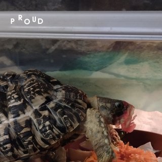 KOMENTOVANÁ PROHLÍDKA