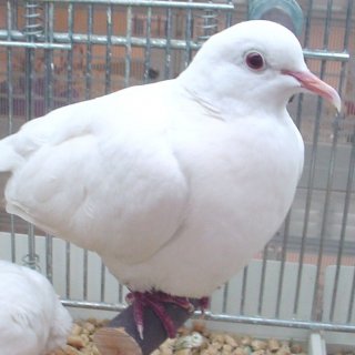 Hrdlička chechtavá