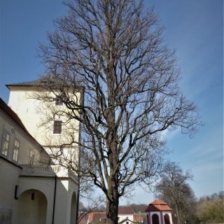Habitus pyramidálního dubu