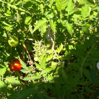 Miniproject: permaculture garden.