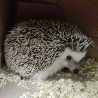 Ježek bělobřichý