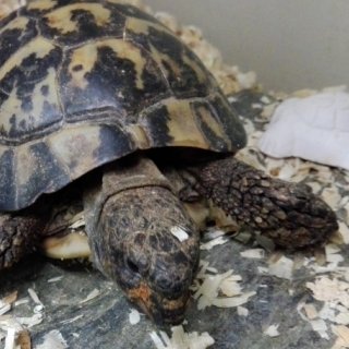 Želva žlutohnědá