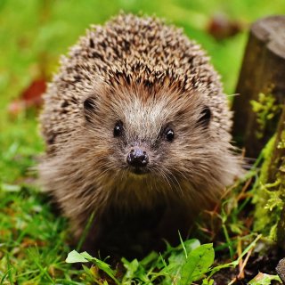 Záchranné stanice pro handicapované živočichy