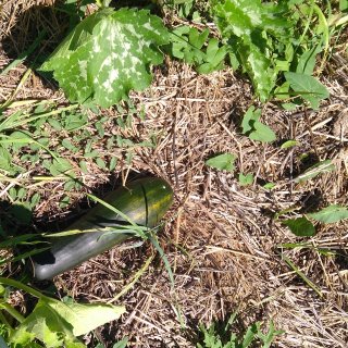 Miniproject: permaculture garden.