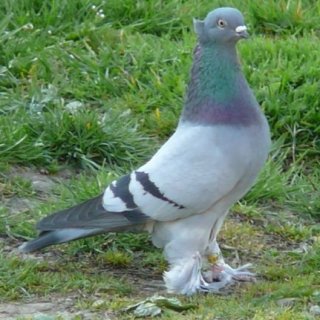 Holub Český rejdič