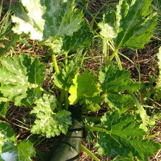 Miniproject: permaculture garden.