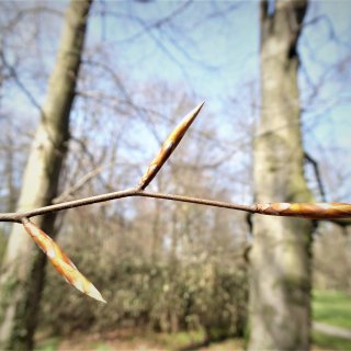 buk - vřetenovitý pupen