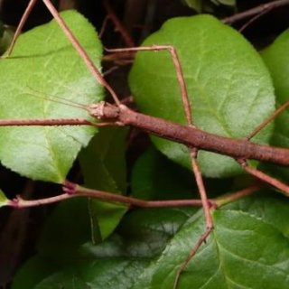 Pakobylka Phaenopharos khaoyaiensis