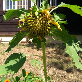 Miniproject: permaculture garden.