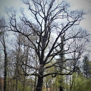 dub letní - habitus