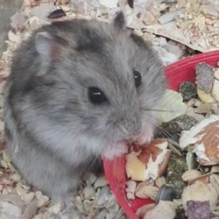 Křečík džungarský