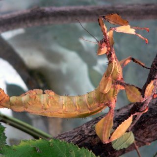 Strašilka australská