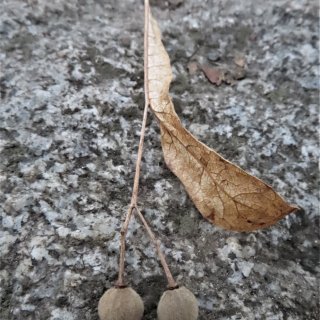 lípa - plod (oříšek s létacím křidélkem)